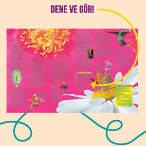 Dene ve Gör